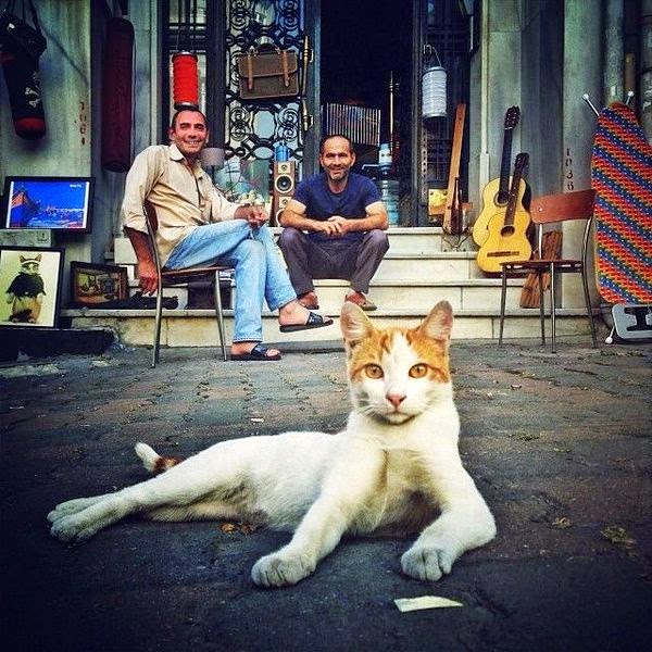 cat pictures istanbul