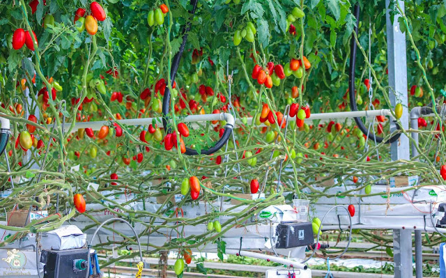 Tomatenanbau in Franken 