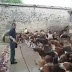 Damn Who Let The Dogs Out.