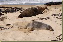 Sealions