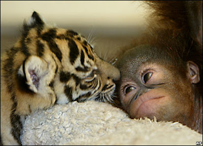 Baby Animals Monkey Tiger