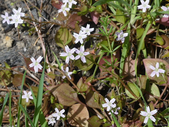 21: white flowes with thin purple lines