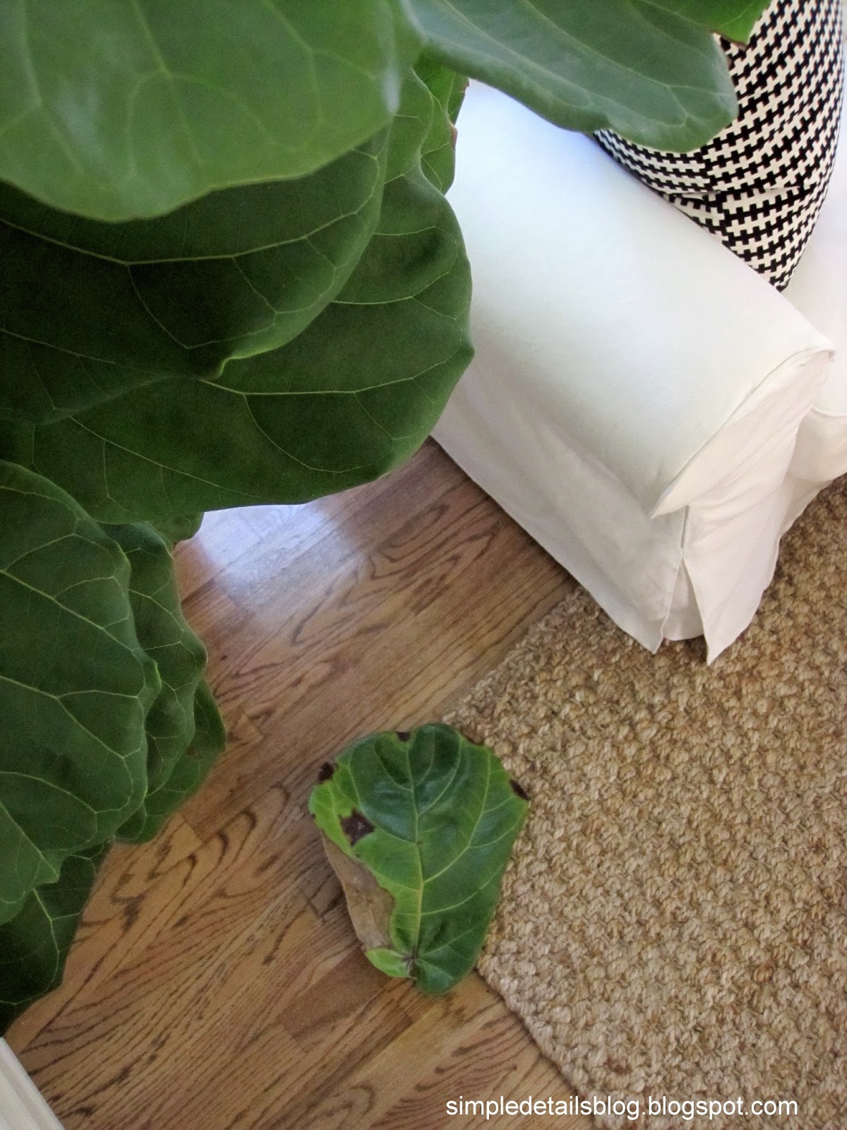 Fiddle Leaf Fig