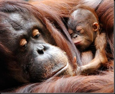 ap_orangutan_081027_ssh