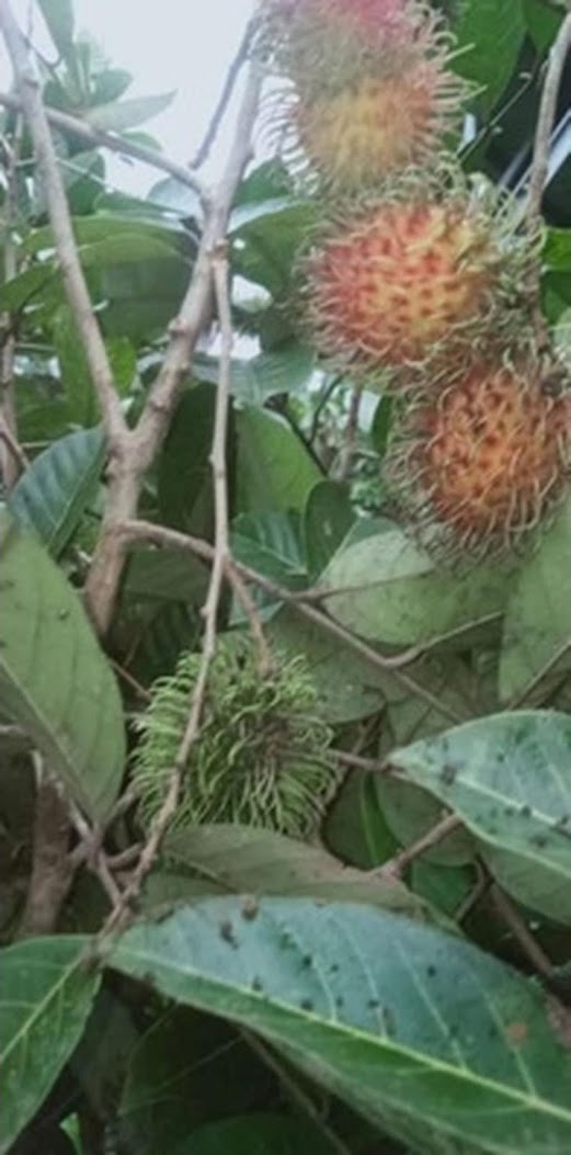 Rambutan Berbuah Delima Berbunga Sulawesi Tengah