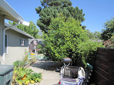 The lemon tree in Grandma's side yard