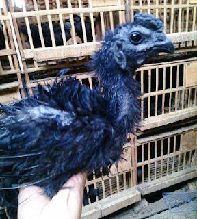 Ayam Cemani Walik Jengger Telon