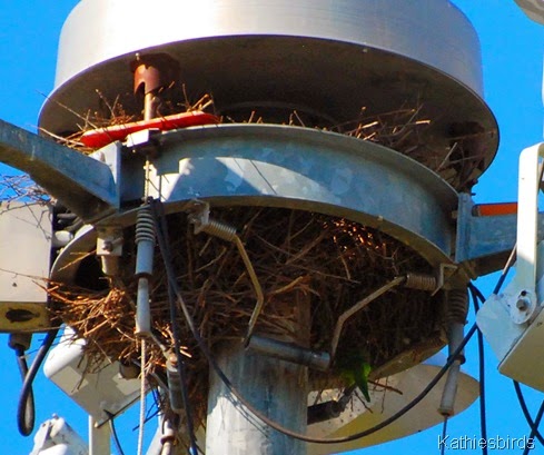 3. nesting-kab