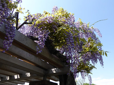 王仁公園の藤の花