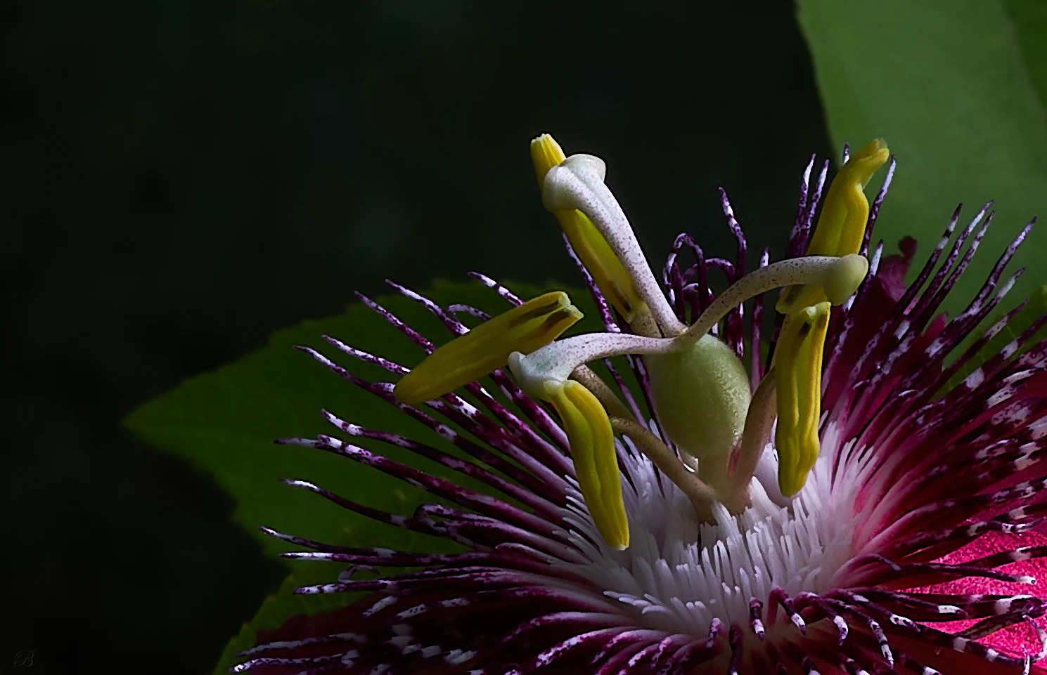 These Red Passion Fruit blossoms are both a joy and a challenge to photograph