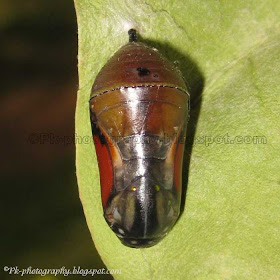 African Monarch Pupa