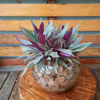 O abacaxi-roxo é uma planta herbácea, rizomatosa, de folhagem perene e colorida, cultivada em diferentes regiões tropicais do mundo por suas qualidades como ornamental.