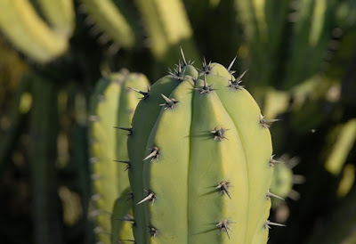 Balboa Park, The Desert Garden