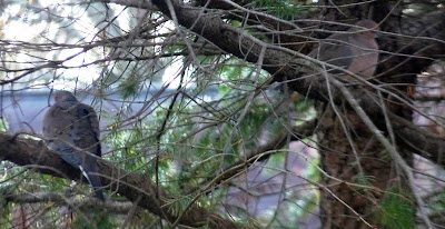 pair of mourning doves