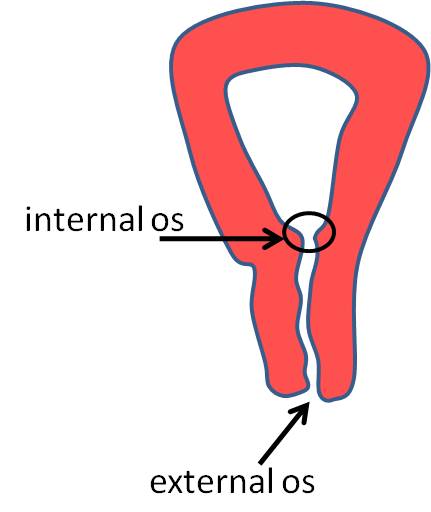 posterior tibial artery. posterior tibial arteries