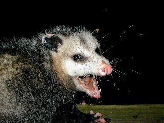 Opossum