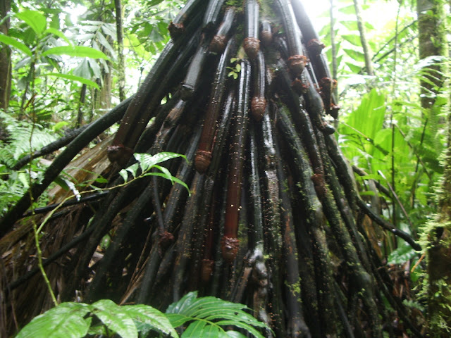 Costa Rica rain forest