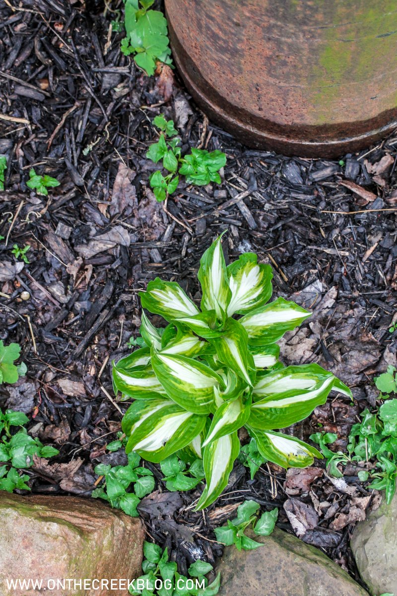 Small Hosta Plants | On The Creek Blog