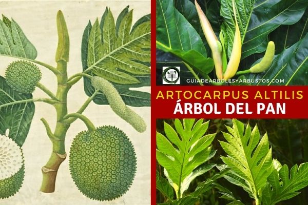 Como se cultiva la fruta de pan, Artocarpus altilis