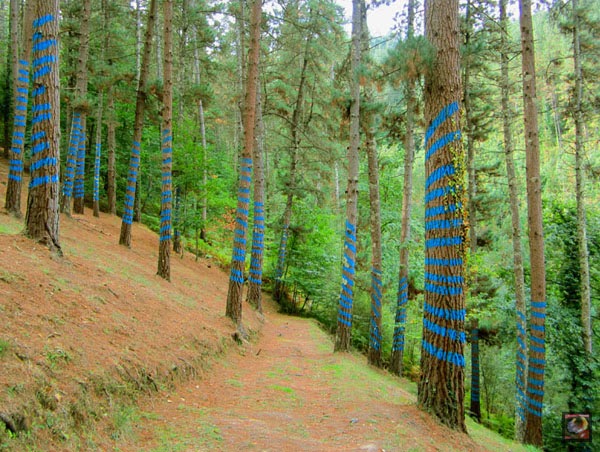El Bosque Animado de Oma, Kortezubi, Bizkaia