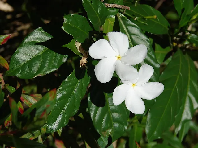 Plantando-e-Cultivando-o-Jasmim-café-Tabernaemontana-divaricata