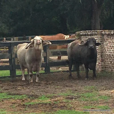 water buffalo in Plantation Stableyards at Middleton Place plantation in Charleston, South Carolina