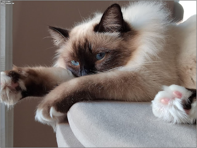 sacred birman cat