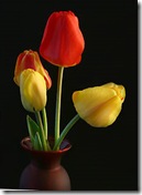 tulipas