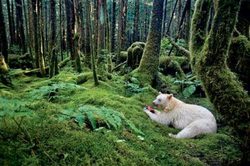 Spirit Bear