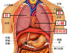 図：肺 心臓 横隔膜