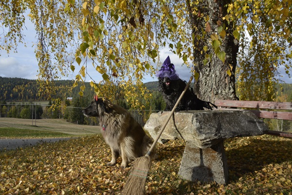 cocker spaniel