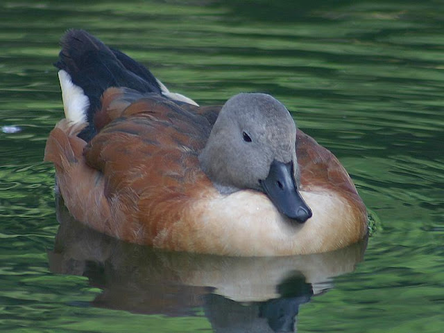 Beautiful,cute green brown,white,black duck is swimming in water,wallpapers,pictures,images  