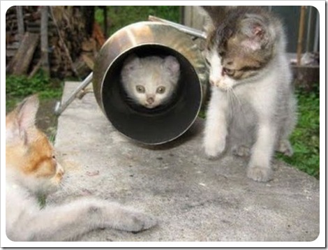 GATOS DIVERTIDOS (15)