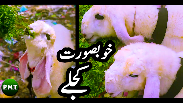 Lalukhet Bakra Mandi (Cattle Market in Karachi) Latest Price Updates | Highlights / Trailer Video of Episode No. 3 HD