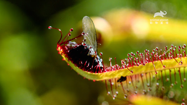 具黏液陷阱的植物會把昆蟲黏在葉子再內捲包覆