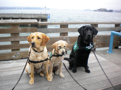 Tulani, 13 mo yellow lab, Lulu, 4 mo yellow lab and Dagan sitting on the platform with the water and Alcatraz in the distance