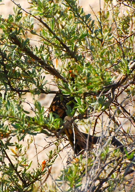 9. hiding-kab