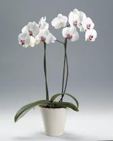 Phalaenopsis Orchid Perth