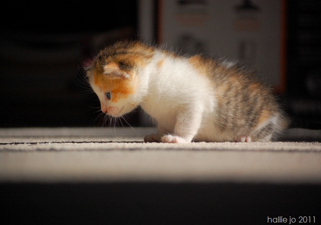 Kitty7