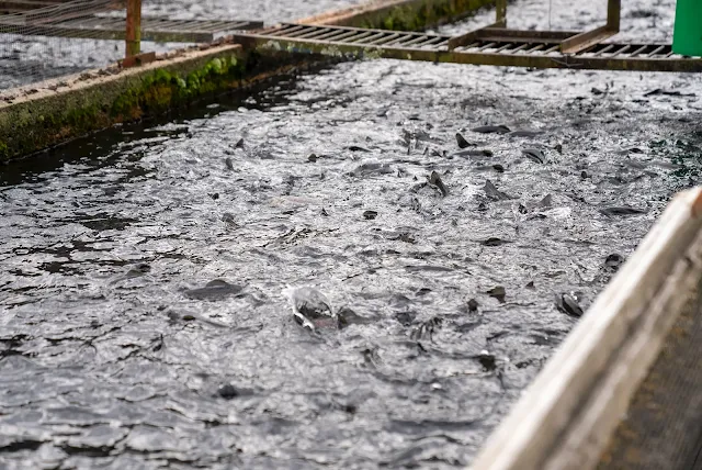 Cara Berternak Ikan Gurameh