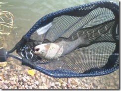 Trout in Net 2