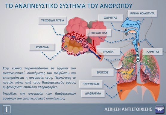 http://photodentro.edu.gr/photodentro/respiratory_system_pidx0031199/respiratory_system.swf