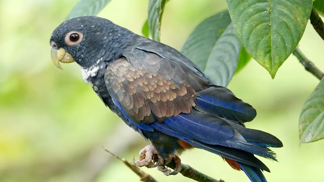 Bronze Winged Parrot