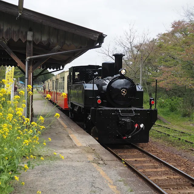 小湊鐵道　月崎駅　菜の花　SL風　トロッコ列車