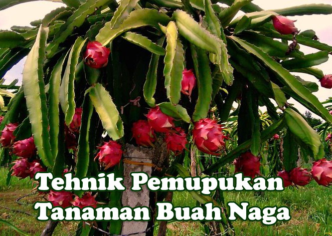 Tehnik Pemupukan Tanaman Buah  Naga  Yang Baik dan Benar 