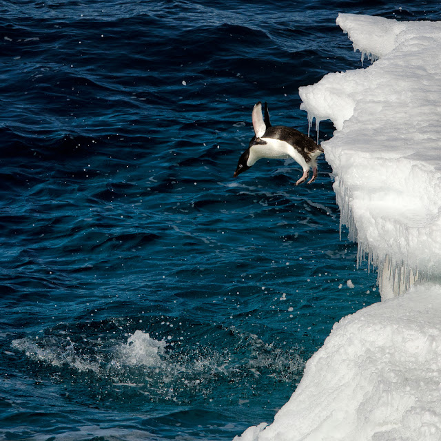 penguin pictures