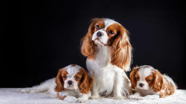 Cavalier King Charles Spaniel