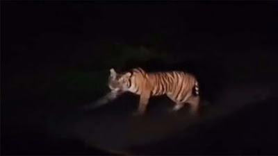 Diduga Diterkam Harimau, Pekerja HTI di Indragiri Hilir Tewas Mengenaskan