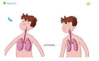 http://primerodecarlos.com/SEGUNDO_PRIMARIA/septiembre/unidad_1/pulmones.swf