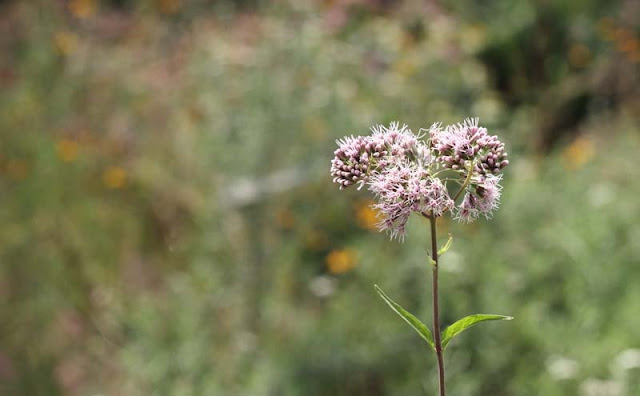 Joe-Pye Weed Flowers